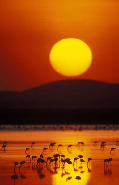 Kenya, Amboseli NP Flock of lesser flamingos